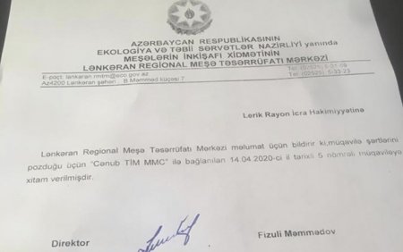 Nazir müavini Lerikdə meşələrin qırılmasına göz yumur - GİLEY