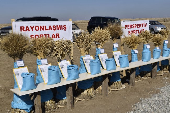 Genetik Ehtiyatlar İnstitutunun Qarabağ Elmi-Tədqiqat Bazasının infrastrukturunun bərpası ilə bağlı tarla seminarı keçirilib