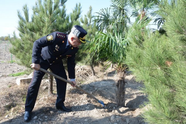 Tərtərdə 8 Noyabr-Zəfər Günü münasibətilə ağacəkmə aksiyası keçirilib