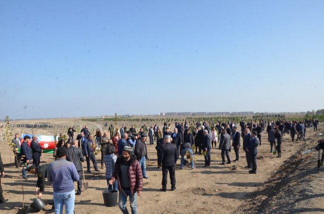 Tərtərdə 8 Noyabr-Zəfər Günü münasibətilə ağacəkmə aksiyası keçirilib