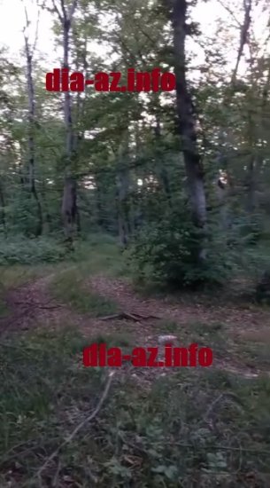 Qusarda MEŞƏ ƏRAZİSİ SATILIB